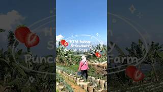 HTM dan Harga Buah Strawberry di Puncak Bogor [upl. by Marchak338]