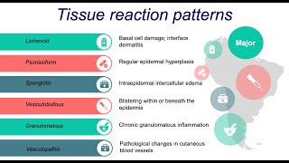 Dermatopathology Basics Inflammatory Patterns [upl. by Wildon]