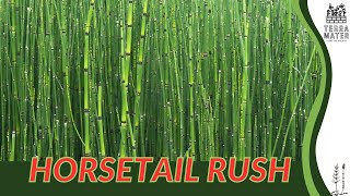 HORSETAIL RUSH Description Uses and More Equisetum hyemale [upl. by Kwan]