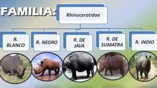 LAS 5 ESPECIES DE RINOCERONTES CARACTERISTICAS  DatosDeLa Tierra [upl. by Meehyr]