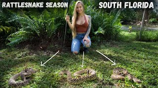 Rattlesnake Season  South Florida [upl. by Gibbeon533]