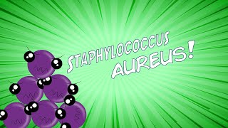 ¡Staphylococcus aureus en 8 minutos [upl. by Eiruam539]