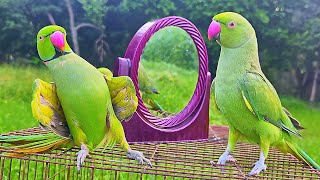 Funny Parrot Talking Video [upl. by Aneala381]