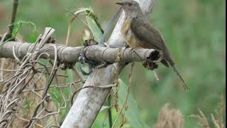 Plaintive Cuckoo Cacomantis merulinus [upl. by Eciuqram]