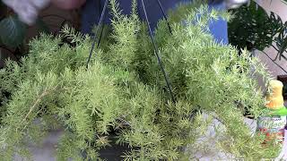 Asparagus Fern Care What to Know  Viewer Inspired [upl. by Ecerehs597]