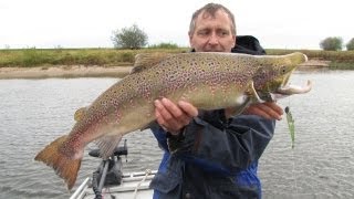 Lachs beim Zanderangeln auf der Elbe vom Boot [upl. by Ammadis]