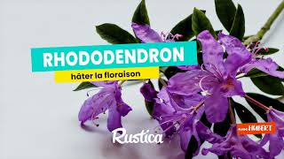 Comment favoriser la floraison du rhododendron chez soi [upl. by Enela710]