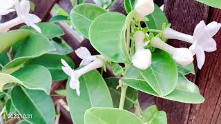 Madagascar Jasmine stephanotis produces large inedible mangoshaped fruits 20231031 [upl. by Donoghue]