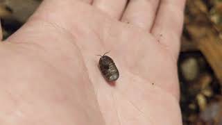 Porcellio dilatatus Giant Canyon Isopod Care [upl. by Atsylac]