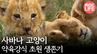 Group hunting Lions  HuntersWildlife Predators 04 사자 가족끼리 협력하라 [upl. by Slack942]