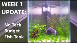 Week 1 Update Budget No tech No Filter No Heater No Ferts No co2 Walstad Method Fish Tank [upl. by Dimphia]