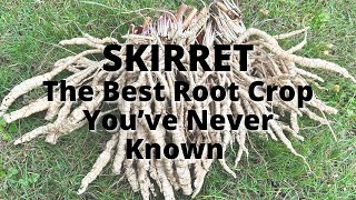 Skirret The Vegetable You Never knew You Needed [upl. by Yddor]