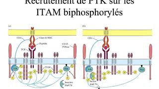 Activation et différenciation des lymphocytes T 1ère partie [upl. by Eicirtap305]