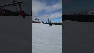 Moose Chases Skiers Down Mountain [upl. by Emad]