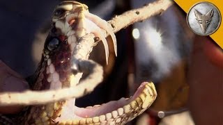 Insane Fangs of the Eastern Diamondback Rattlesnake [upl. by Runkle]