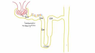 Concentration Throughout the Nephron with ADH [upl. by Rehctelf]