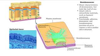 Type of Cell Junctions  Desmosome Hemidesmosomes and Gap Junctions [upl. by Meridel]