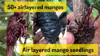 How I got 50 air layered mango seedlings from my mango tree [upl. by Leugim]