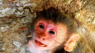 Newborn monkey crying loudly Newborn monkey want milk [upl. by Hairej]