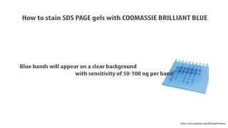 How to stain SDS PAGE gel in coomassie blue  HD [upl. by Quartis689]