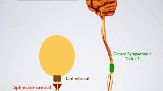 Physiologie de la miction [upl. by Ettelocin]