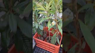 薔薇科枇杷屬，係常綠喬木，拉丁學名Eriobotrya japonica枇杷 E japonica VID20240910164638 [upl. by Notwen435]