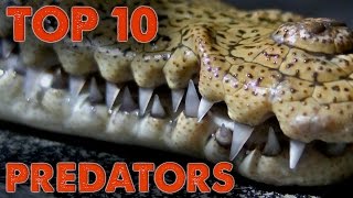 Top 10 Predators of North America [upl. by Leshia]