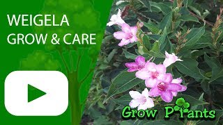 Weigela  grow and care Beautiful flowers [upl. by Niamor232]