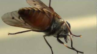 Horsefly close up view High Definition [upl. by Bernardine215]