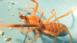 Camel Spider Feeding [upl. by Ananna]