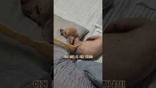 짜장같이 누워서 노견 등긁기노견강아지귀차니즘푸들일상효자손 [upl. by Nylatsyrk]