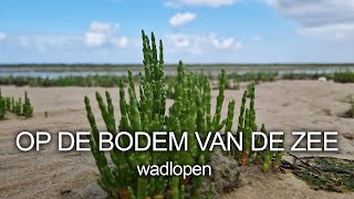 26  OP DE BODEM VAN DE ZEE  Wadlopen [upl. by Mita]