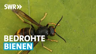 Asiatische Hornisse bedroht Honigbienen  Zur Sache RheinlandPfalz [upl. by Adiehsar]