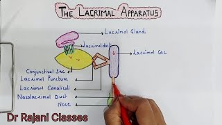 Lacrimal Apparatus l Anatomy l Eyel Easy explaination [upl. by Ecyob]