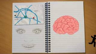 The Learning Brain [upl. by Julienne]