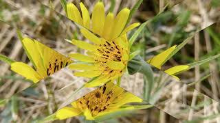 The Beauty of Flowers Tragopogon pratensis [upl. by Assenov]