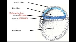 Formation of Embryonic disc  Bilaminar Germ disc [upl. by Ulda]