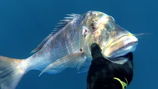 winter dentex vs Lesvos speafishing [upl. by Aicirtak]