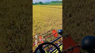 Pusa Basmati 1509 agriculture farming [upl. by Lipp]