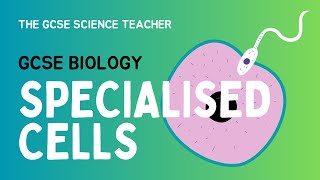 GCSE Biology Lesson 2 Specialised Cells AQA OCR Edexcel [upl. by Eeral579]