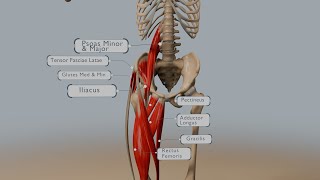 Understanding Hip Flexion Anatomy Muscles and Range of Motion [upl. by Ajnin]