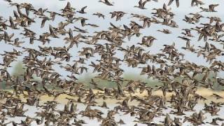 Birds of the Mississippi River Delta [upl. by Pompea945]