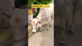 Gomatha 🙏🙏ytshorts gomatha jaishreekrishna jaigomatha devotional god kamadhenu cow telugu [upl. by Nal]