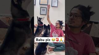 Most Popular Dog Can’t Wait 🚨shorts dog husky hanumankind trendingsongs [upl. by Nett]