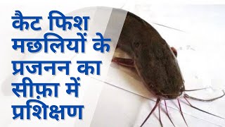 कैटफिश मछलियों का प्रजनन और बीज उत्पादन का प्रशिक्षणTraining of Catfish breeding amp Seed production [upl. by Ytinirt145]