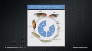 Development of the Drosophila wing [upl. by Dulciana]