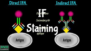 Immunofluorescence Staining  IF Staining [upl. by Anawak]