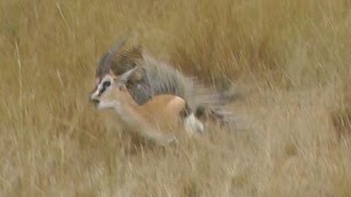 MUST SEE Leopard Hunts Gazelle on Safari Tour Masai Mara Kenya Africa Full animal hunt [upl. by Soirtemed978]