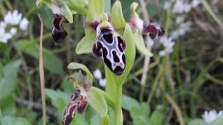 Ophrys kotschyi Cyprus Bee Orchid Endemic to Cyprus [upl. by Corso997]