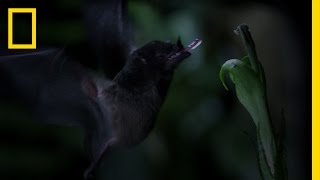 TubeLipped Nectar Bat  Untamed Americas [upl. by Sivram]